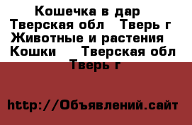 Кошечка в дар - Тверская обл., Тверь г. Животные и растения » Кошки   . Тверская обл.,Тверь г.